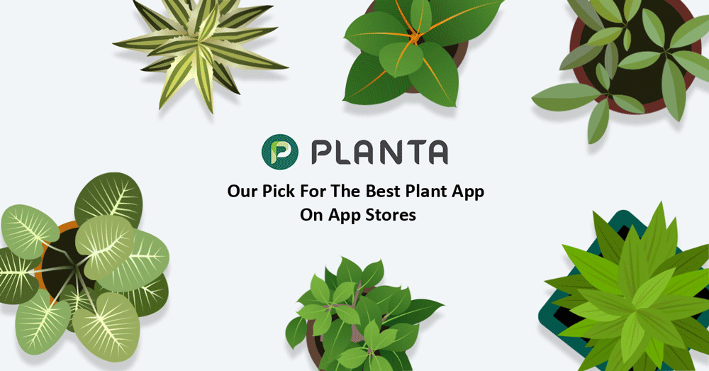 Planta: Our Pick For The Best Plant App From App Stores